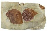 Shale with Two Fossil Leaves (Beringiaphyllum) - Montana #268290-1